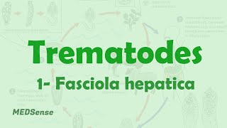 Fasciola hepatica [upl. by Mollee]