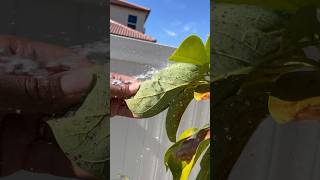 🥑🌳🐜 Should I keep spraying or are the bugs not a threat… [upl. by Sivet]