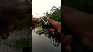 விரால் மீன் வேட்டை  fishing viralshorts [upl. by Chappelka161]