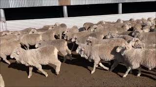 AC PA amp CF BARRY 325 MERINO WETHER LAMBS [upl. by Jay817]