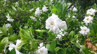 Gardenia Bushes [upl. by Yltneb]