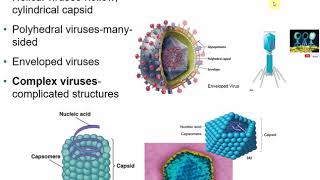 2117 Chapter 13  Viruses Viroids and Prions [upl. by Abekam971]