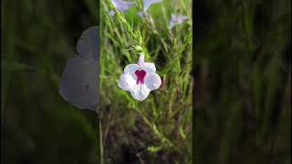 Sopubia delphinifolia Scrophulariaceae family nature trending flowers garden forest plants [upl. by Kessel]