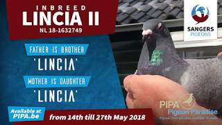 Pipa Auction Inbreed Lincia II  NL181632749 [upl. by Dwinnell]