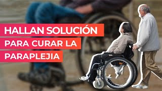 Hallan solución para curar la paraplejia [upl. by Duj190]