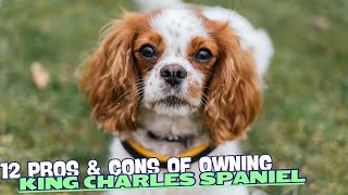 12 Pros amp Cons of Owning a King Charles Spaniel🐾 [upl. by Sueahccaz]