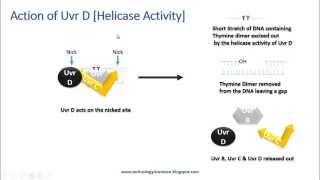 Nucleotide Excision Repair NER Mechanism [upl. by Lauraine580]