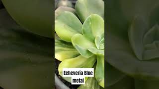 Echeveria blue Metal Variegada [upl. by Ellivnarg556]