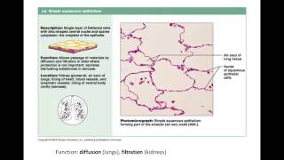 Epithelial Tissue Lecture [upl. by Kitty581]