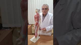 Coxartroza Coxartroză Gonartroză Spondiloză Medreflexline cluj doctor cj news herniededisc [upl. by Jeannine]