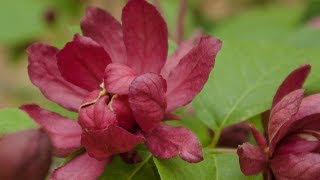 HARTLAGE WINE CALYCANTHUS FLOWERING SHRUB [upl. by Lunsford]