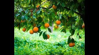 How to plant quotSeedless Orangesquot Simple Walk Through [upl. by Rizzi235]