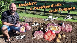 Octobre on plante de lail et un peu doignon [upl. by Eberto]