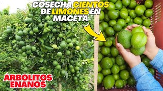 Clonación de cítricos para obtener árboles enanos en maceta y con miles de frutos proceso paso paso [upl. by Anesor]