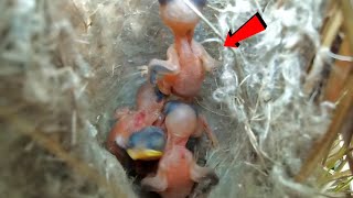 Zitting cisticola bird carried one of her babies AnimalsandBirds107 [upl. by Nehte]