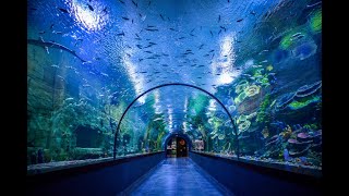 Trabzon Tünel Akvaryum  Aquarium [upl. by Tessi]