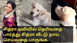 Vj chitra pet bairava dog viral video  Mullai  pandian stores  km  recent news  tamil drama vj [upl. by Evreh]