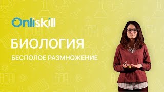 БИОЛОГИЯ 10 класс  Бесполое размножение  Видеоурок [upl. by Prentiss]