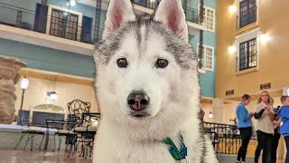 The Fanciest Hotel The Dogs Have EVER Been In [upl. by Yessak]