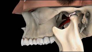 TMJ Normal Function [upl. by Ignatius]