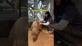 It turns out that the little Capybara is the easiest to touch Changsha Zoolung large indoor zoo [upl. by Wanfried177]