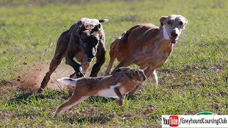 dog vs hare coursing race 2024 [upl. by Fugazy]