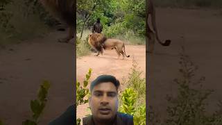 African safari 🦁।। lion wildlife safari safarilife africanlionsafari tiger animals [upl. by Mini]