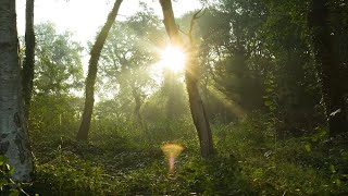 Relaxing Morning with Birdsong Music and Flowing Stream Sounds [upl. by Robina]