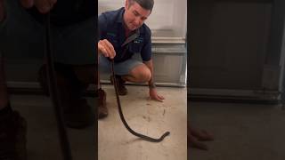 Highly Venomous Redbelly in Garage redbelly snake venomous snakecatcher easternbrownsnake [upl. by Kenway690]