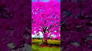 Golden Shower treeScientific nameCassia javanica music naturelovertrending [upl. by Tacye]