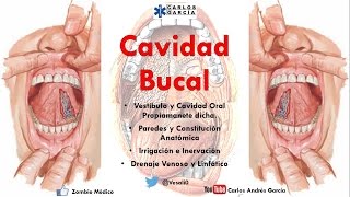 Anatomía  Cavidad Bucal Paredes Contenido Irrigación Inervación [upl. by Forsyth]