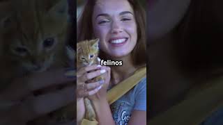 ✅ Los gatos más lindos de Internet  The 5Minute Cat Cuteness Challenge [upl. by Tiffany137]