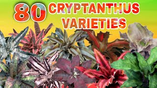 80 CRYPTANTHUS VARIETIES [upl. by Ocihc]