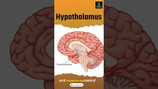 Hypothalamus  Anatomy  Structure  Function  preview hypothalamus anatomy testpaperlive [upl. by Nwahsid]