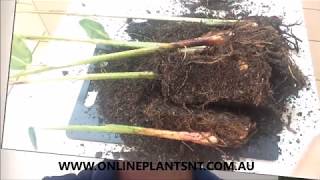 How to propagate and divide your Heliconia plants [upl. by Amyas]