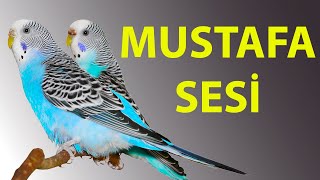 Mustafa Muhabbet Kuşu Konuşturma  Papağan Eğitimi [upl. by Gar]