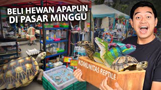 BELI APAPUN HEWAN DI PASAR MINGGU TERBESAR BANDUNG NEMU BANYAK BANGET REPTILE [upl. by Heintz]