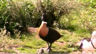 Australian Shelduck 2 [upl. by Esch894]