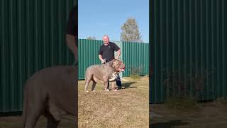 KaZimiR💥 bigbully animals bigdog americanbully importbully bull [upl. by Rainer]