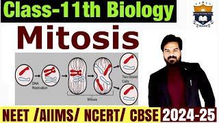 Mitosis  Cell Cycle and cell division class 11 Biology  NEET [upl. by Bernardi361]