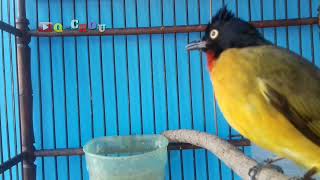 Suara kutilang emas betina Blackcrested Bulbul call and song [upl. by Irallih]