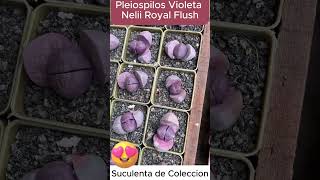 Suculenta Pleiospilos Violeta Nelii Royal Flush [upl. by Kenyon220]