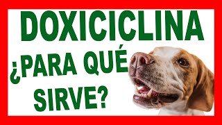 DOXICICLINA PARA PERROS El Antibiótico Que Tu Mascota Podría Necesitar [upl. by Nylaf554]