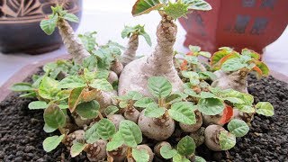 How to care Dorstenia Foetida  Exotic bonsai caudex  rare succulent plant [upl. by Antonietta]