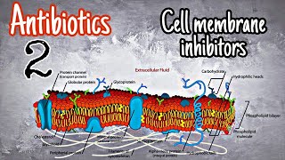 Antibiotics 2  polymyxins [upl. by Iago485]