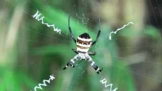 HDコガネグモArgiope amoena [upl. by Sibyls71]