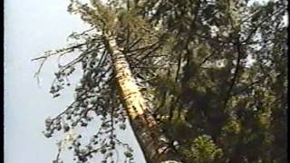 Falling an Old Growth Redwood [upl. by Fairfax]