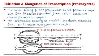 Prokaryotic transcription  Initiation  Elongation [upl. by Hugo]