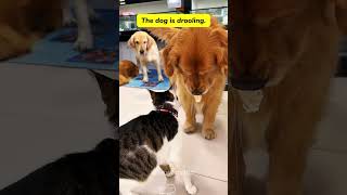 The wonderful relationship between cats and dogscat kitten funnycats funnyanimals funnypets [upl. by Nelly]