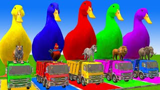 5 Giant Duck CartoonCowMammothTigerLionDinosaurPaint Wild Animals Crossing Fountain Animation [upl. by Grimonia]